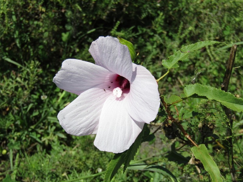 Striped Rosemallow photo 2