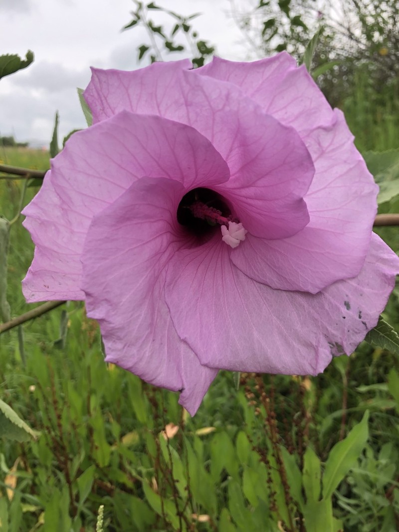 Striped Rosemallow photo 3