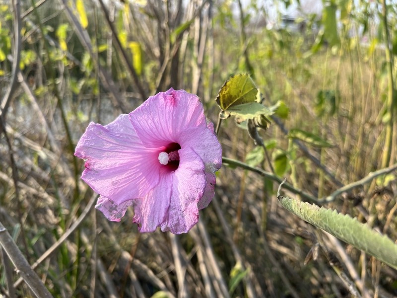Striped Rosemallow photo 4