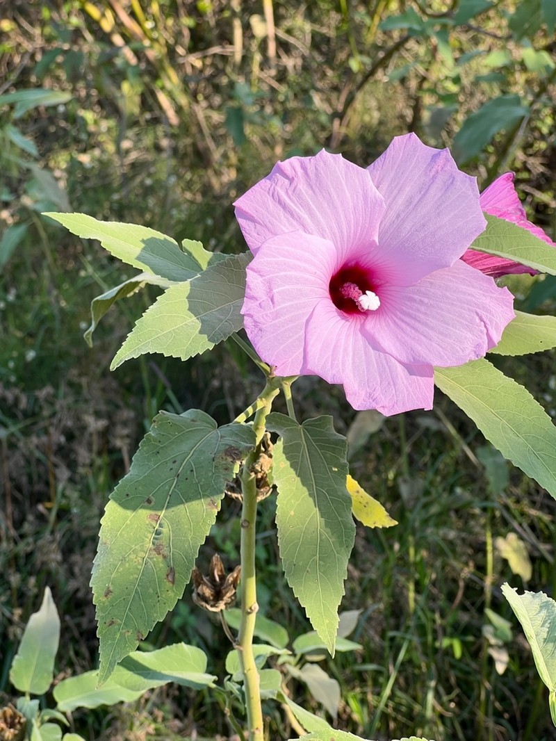 Striped Rosemallow photo 5