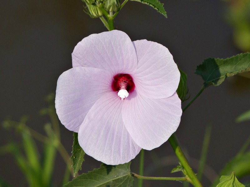 Striped Rosemallow photo 6