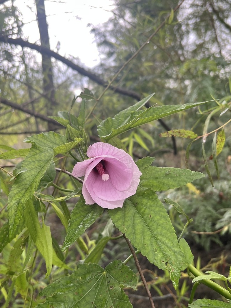 Striped Rosemallow photo 7