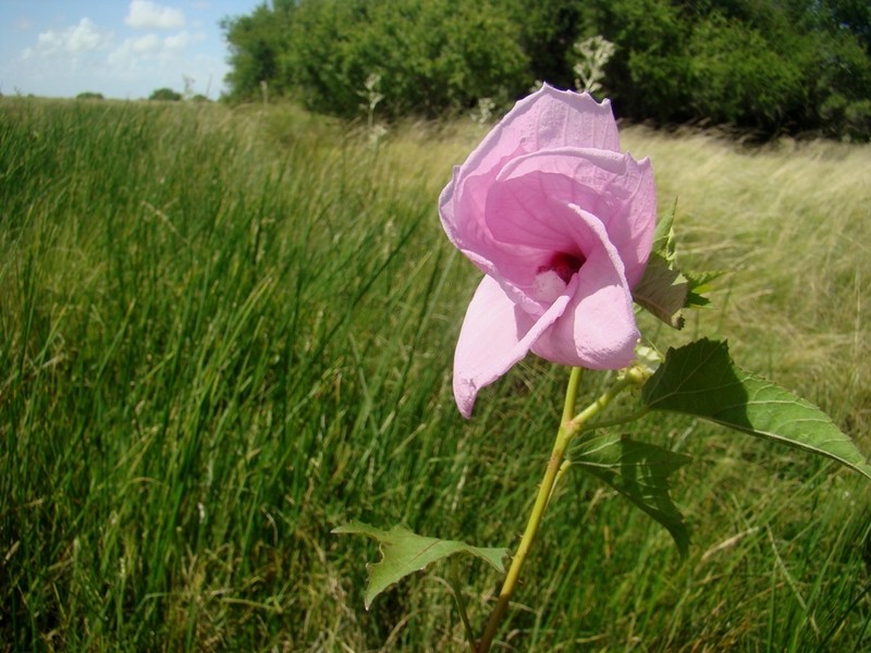 Striped Rosemallow photo 8