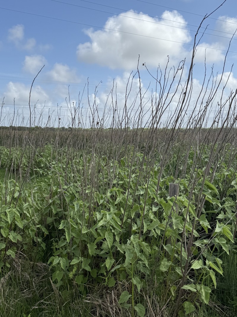 Hibiscus striatus subsp. lambertianus