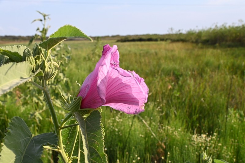 Hibiscus striatus subsp. lambertianus photo 2