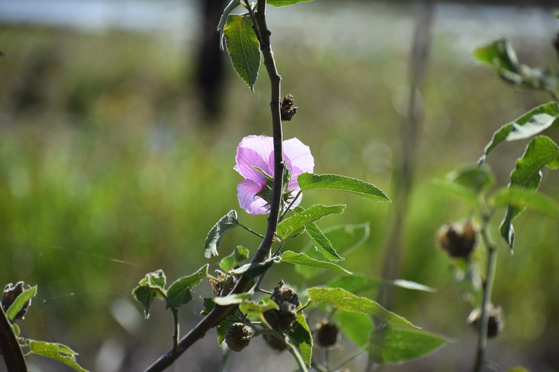 Hibiscus striatus subsp. lambertianus photo 4