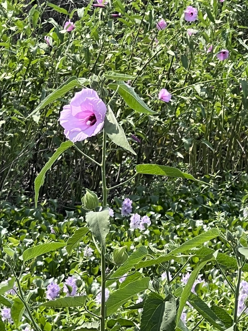 Hibiscus striatus subsp. lambertianus photo 6