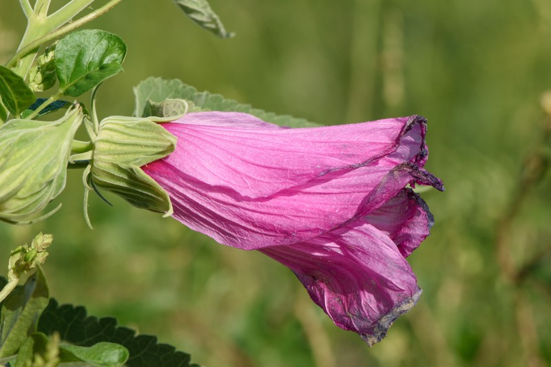 Hibiscus striatus subsp. lambertianus photo 8
