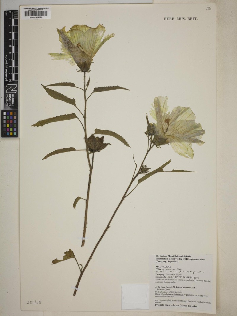 Hibiscus striatus subsp. striatus