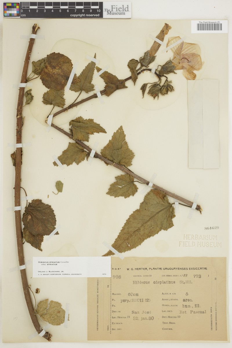 Hibiscus striatus subsp. striatus photo 5
