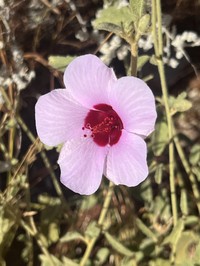 Hibiscus sturtii