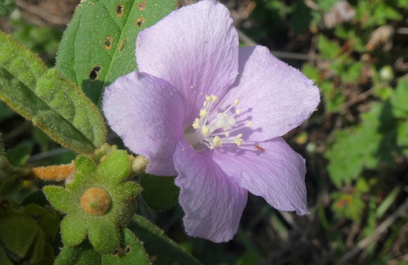 Hibiscus sturtii photo 2