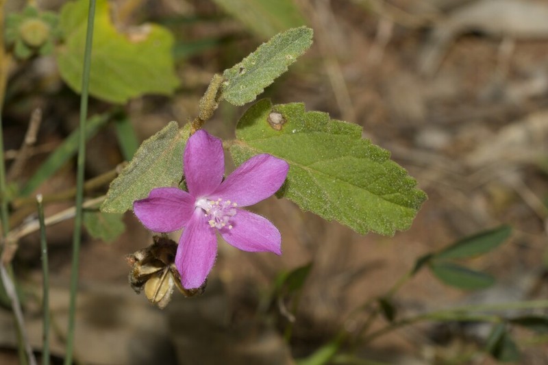 Hibiscus sturtii photo 3