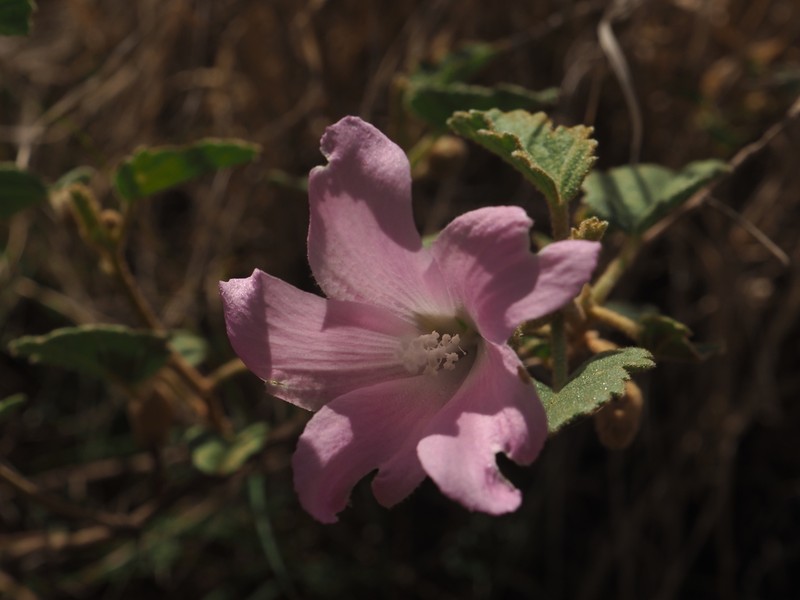 Hibiscus sturtii photo 5