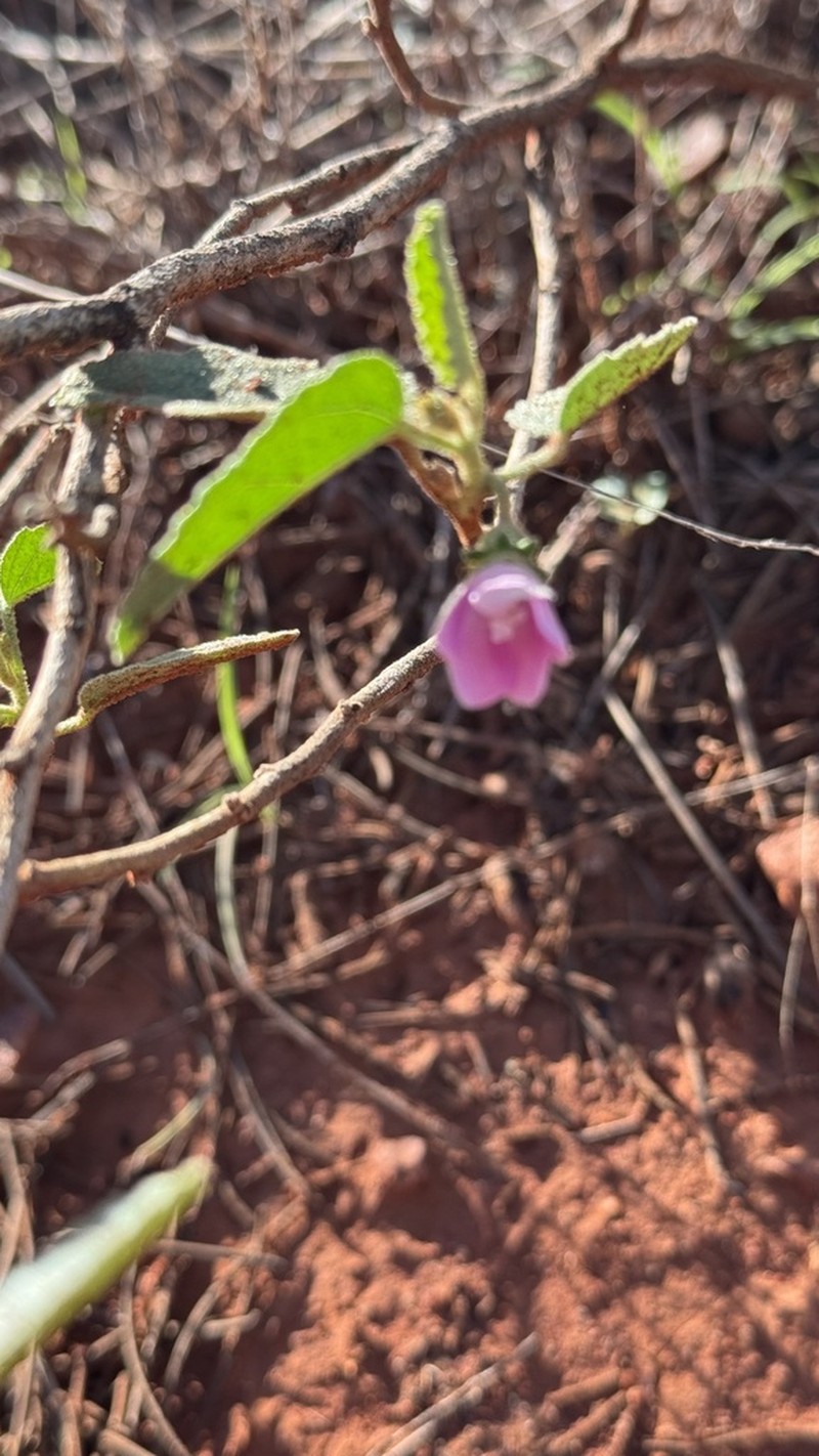 Hibiscus sturtii photo 6