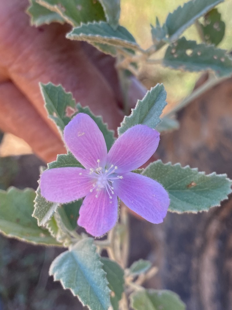 Hibiscus sturtii var. campylochlamys