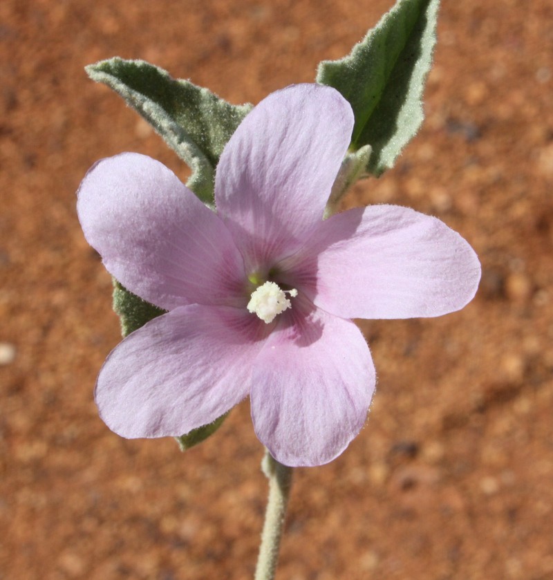 Hibiscus sturtii var. campylochlamys photo 2