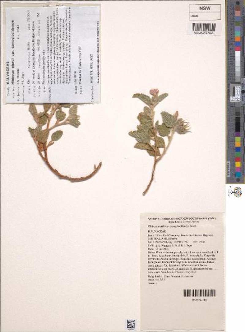 Hibiscus sturtii var. campylochlamys photo 4