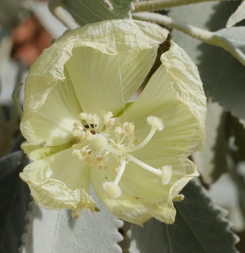 Hibiscus sturtii var. forrestii