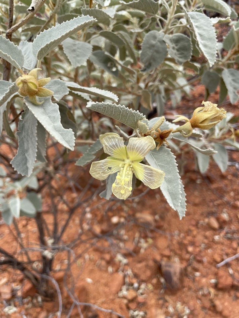Hibiscus sturtii var. forrestii photo 3