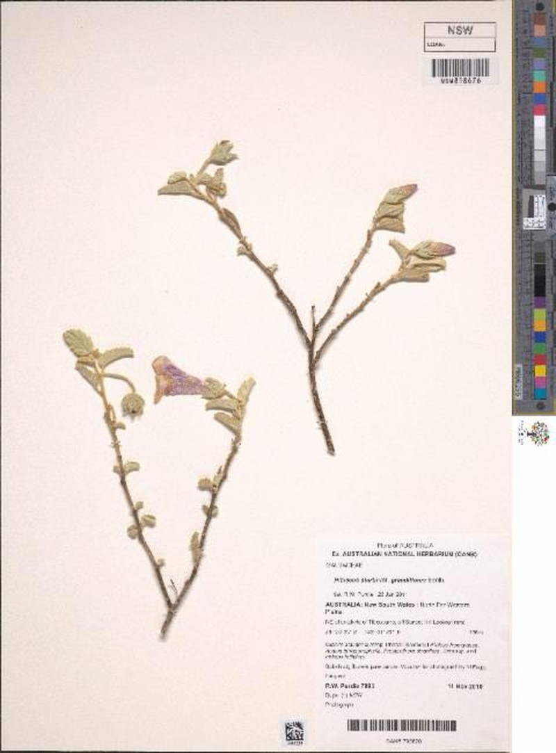 Hibiscus sturtii var. grandiflorus