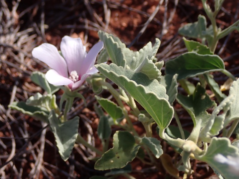 Hibiscus sturtii var. platychlamys