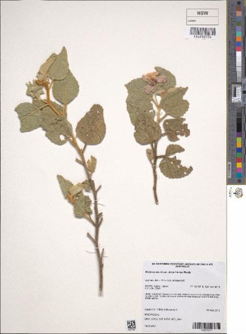 Hibiscus sturtii var. platychlamys photo 2