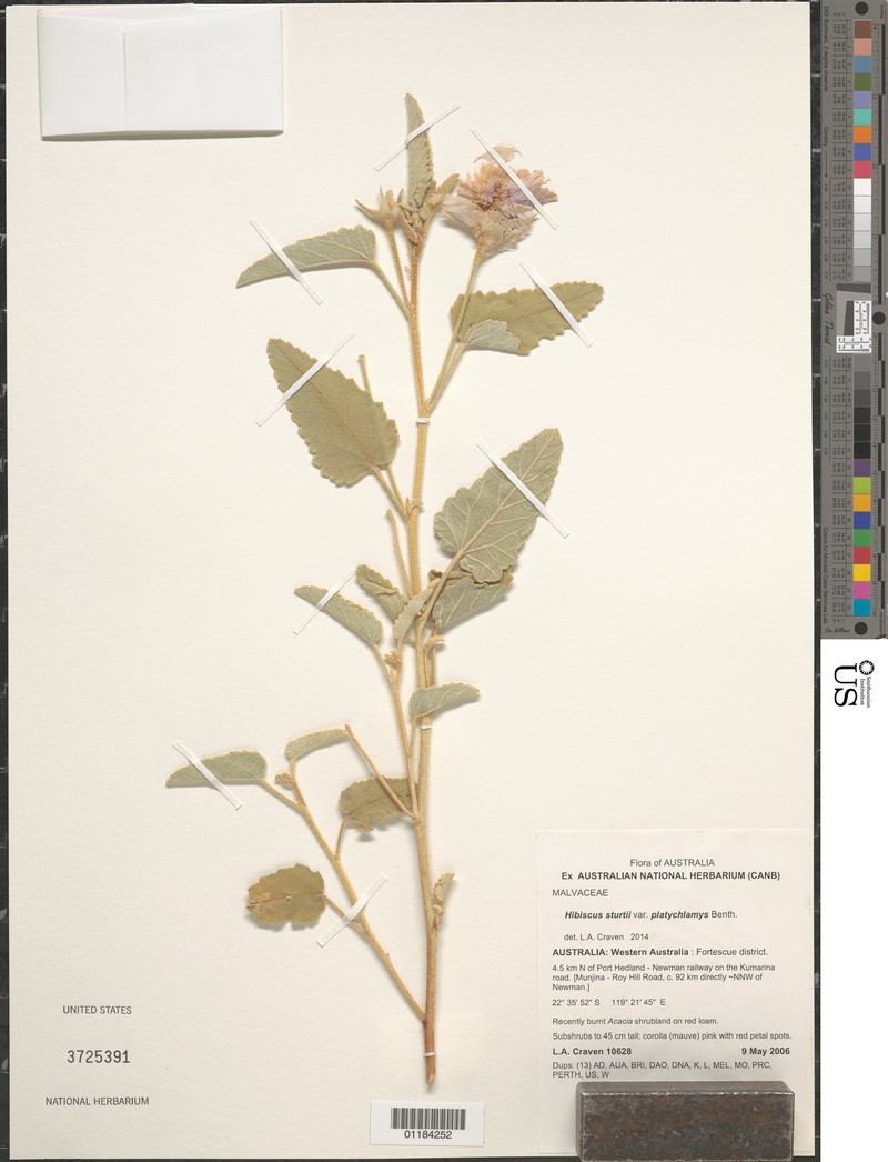 Hibiscus sturtii var. platychlamys photo 3