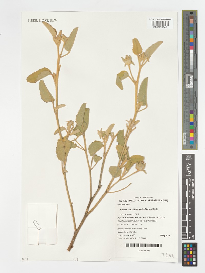 Hibiscus sturtii var. platychlamys photo 4