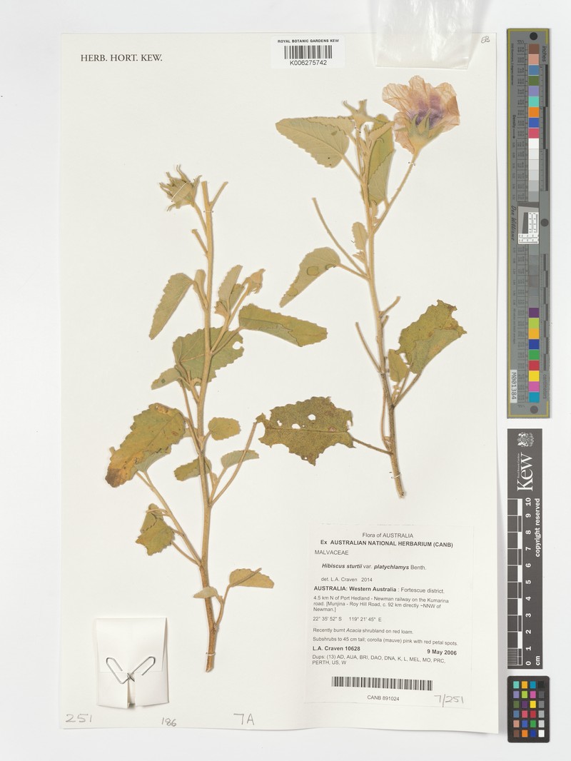 Hibiscus sturtii var. platychlamys photo 5