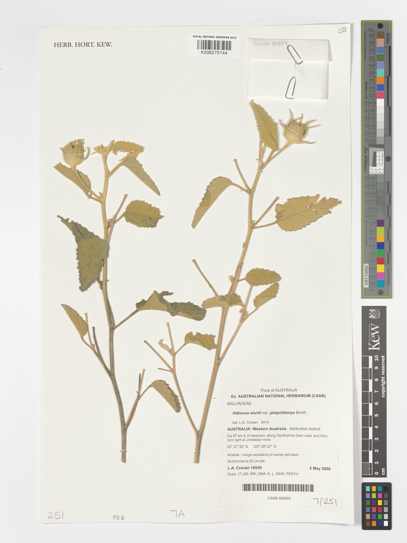 Hibiscus sturtii var. platychlamys photo 6