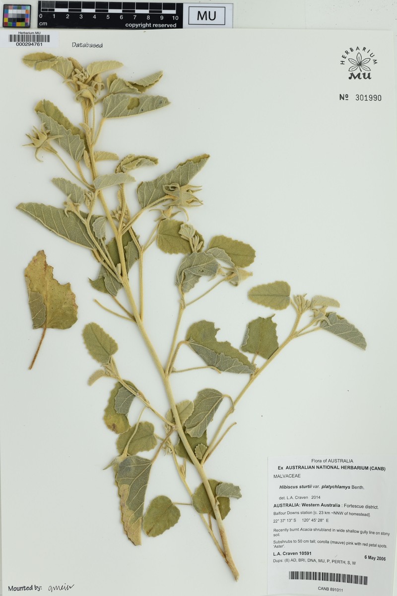 Hibiscus sturtii var. platychlamys photo 7