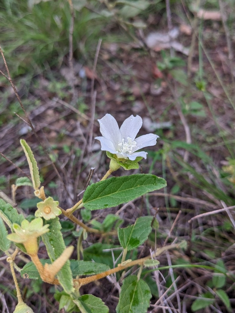 Hibiscus sturtii var. sturtii