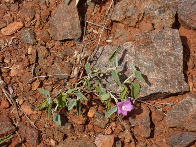 Hibiscus sturtii var. sturtii photo 2