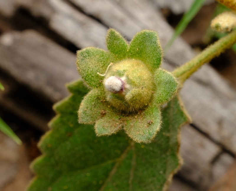 Hibiscus sturtii var. sturtii photo 3