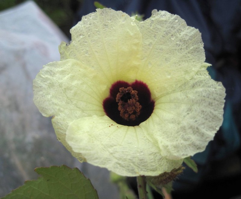 Hibiscus subdiversifolius