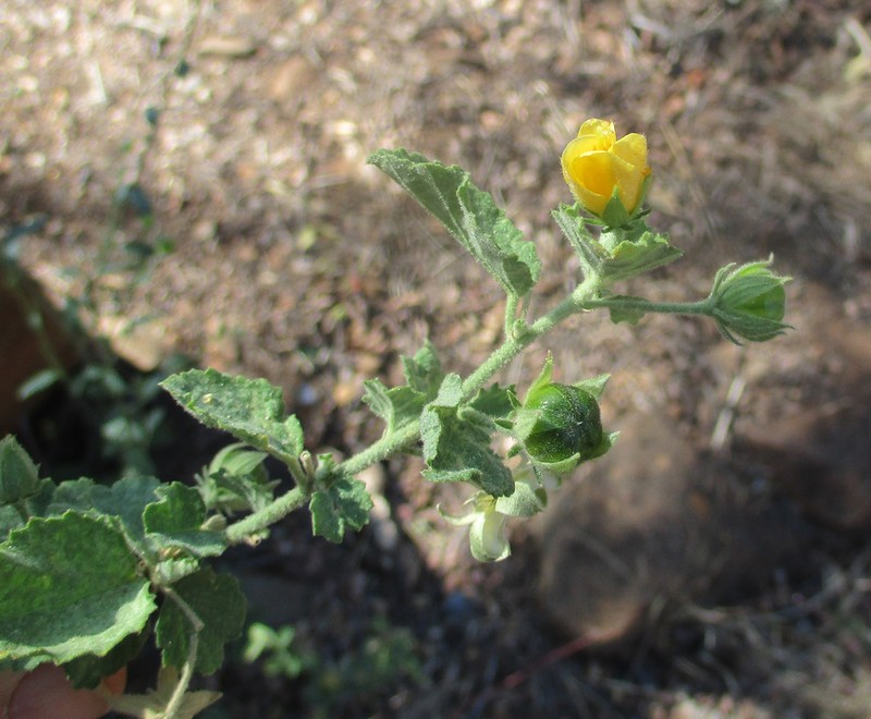 Hibiscus subreniformis