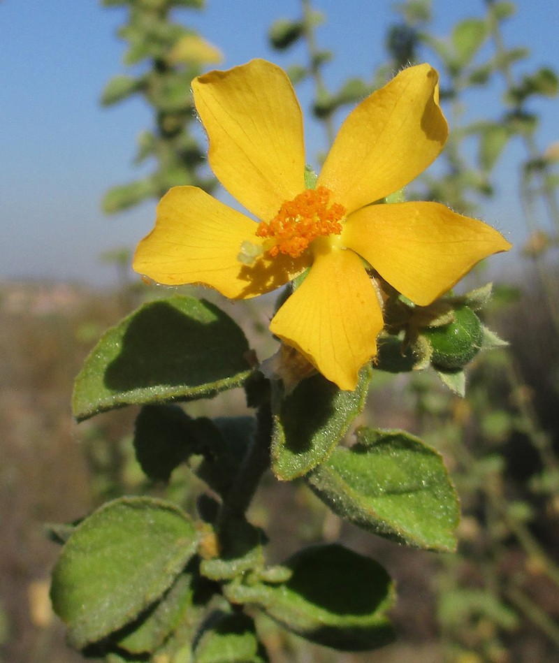 Hibiscus subreniformis photo 2