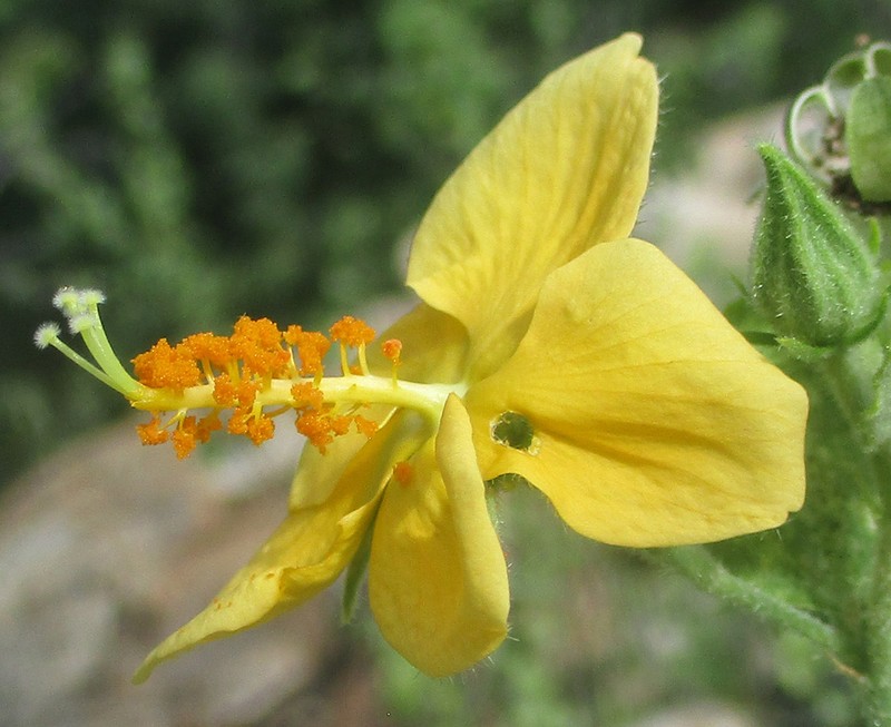 Hibiscus subreniformis photo 3