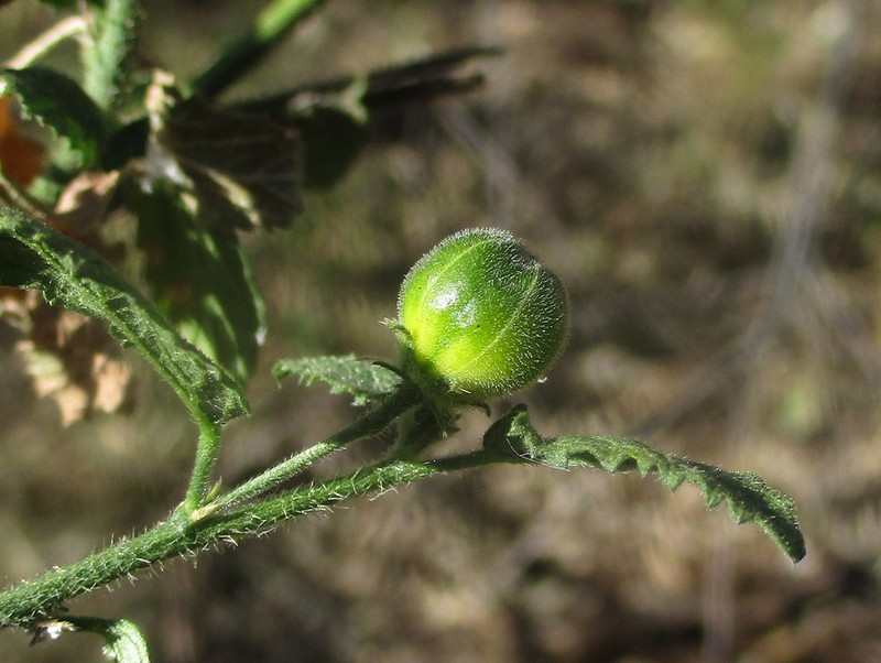 Hibiscus subreniformis photo 4