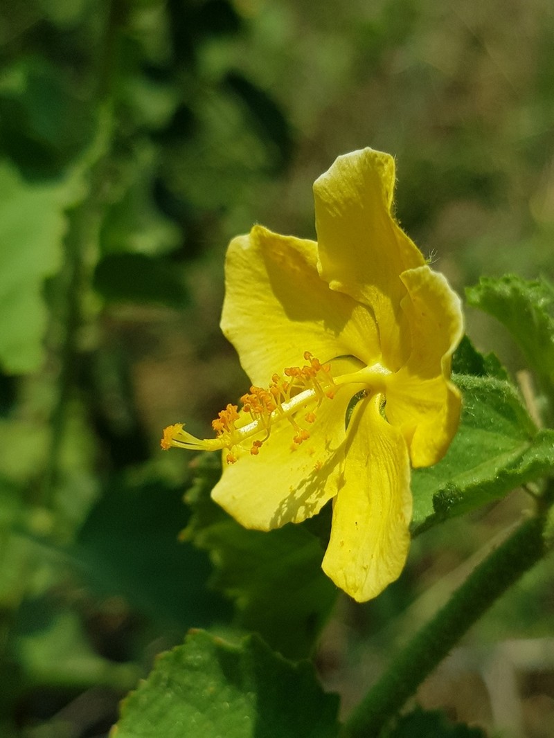 Hibiscus subreniformis photo 5