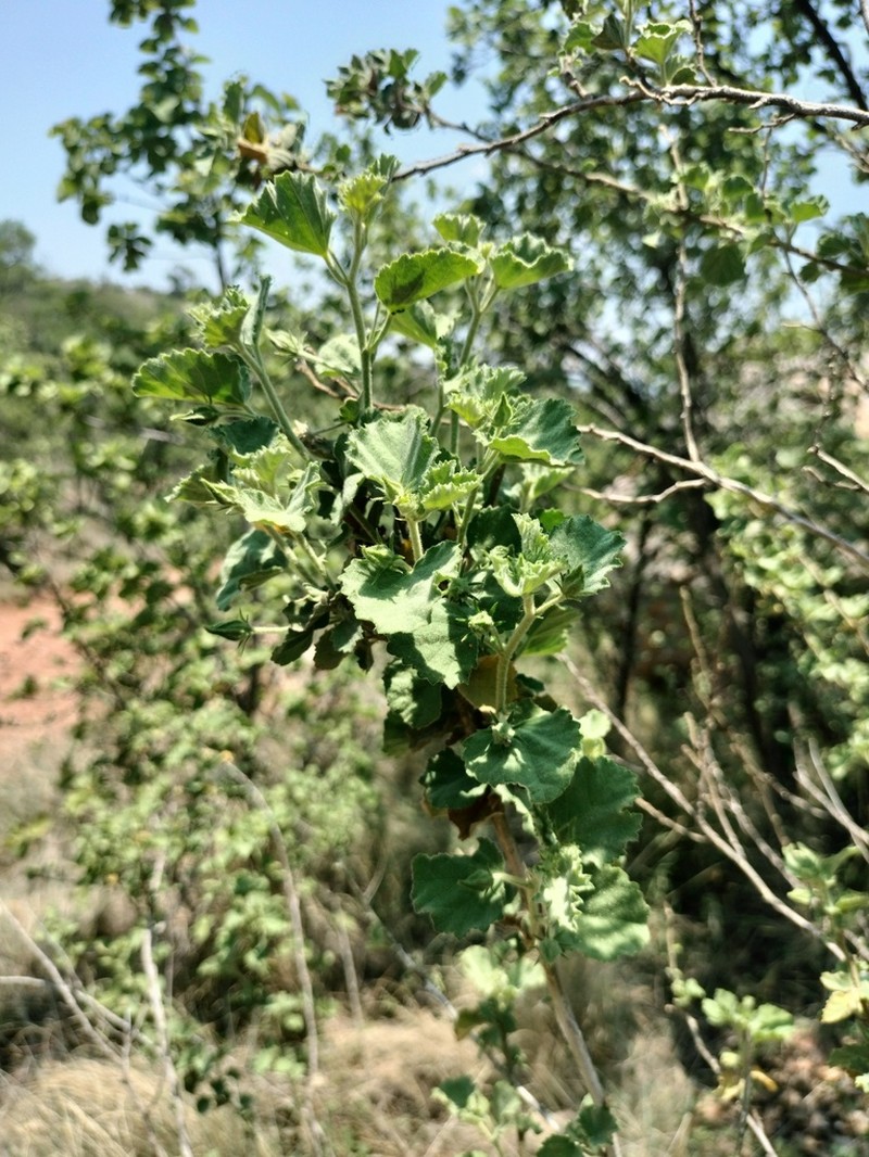 Hibiscus subreniformis photo 6
