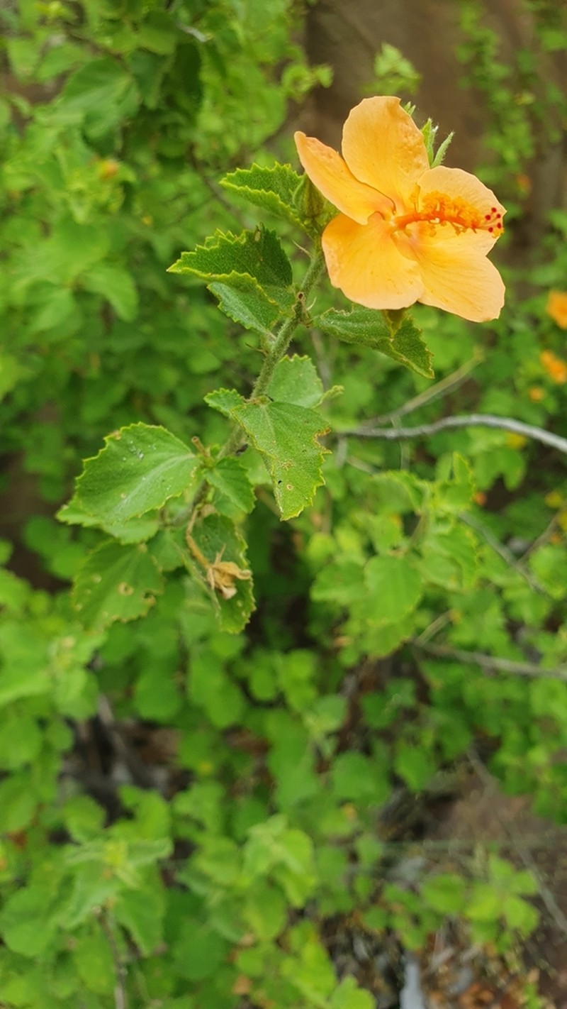 Hibiscus subreniformis photo 7
