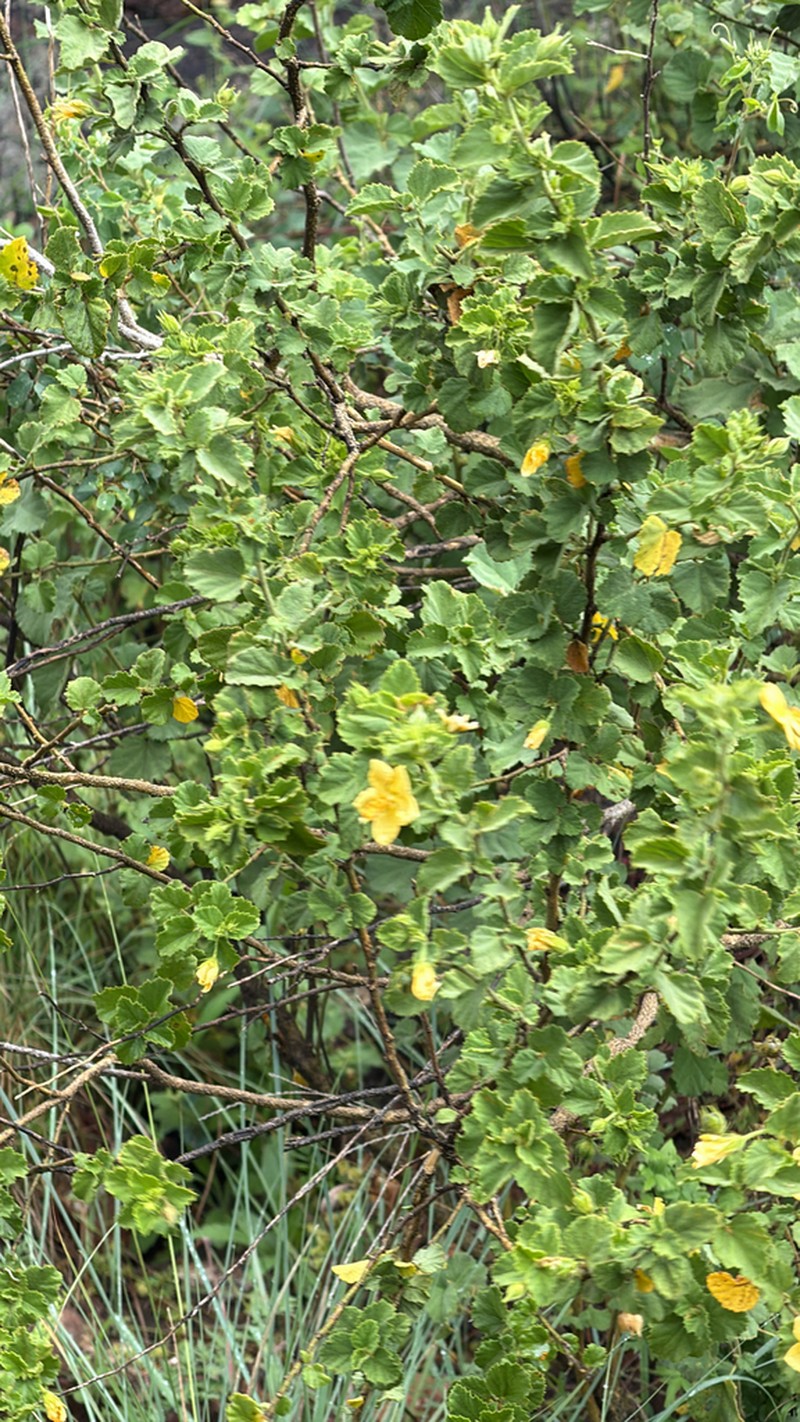 Hibiscus subreniformis photo 8