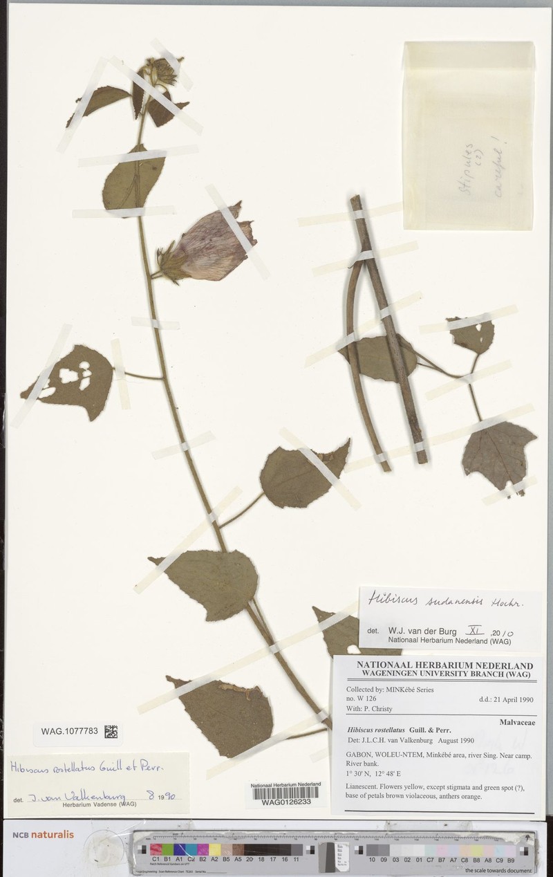 Hibiscus sudanensis photo 2