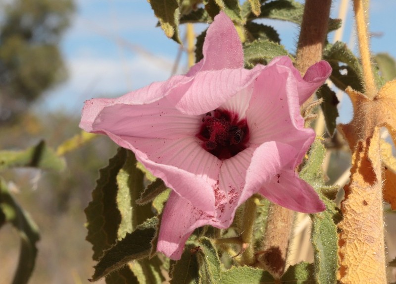 Hibiscus superbus