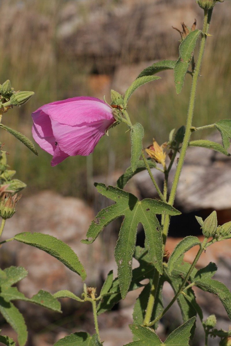Hibiscus superbus photo 2