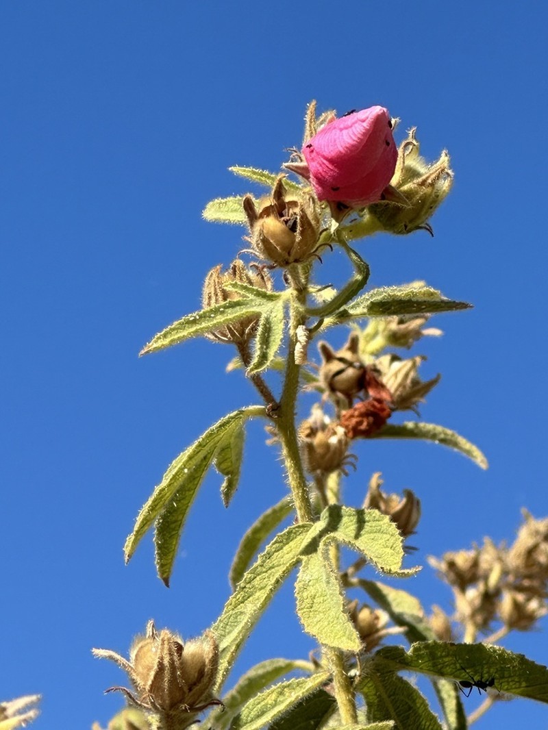 Hibiscus superbus photo 3