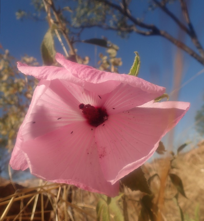 Hibiscus superbus photo 6