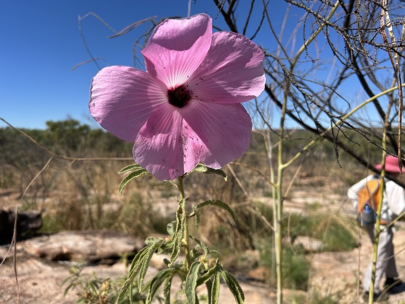 Hibiscus superbus photo 7